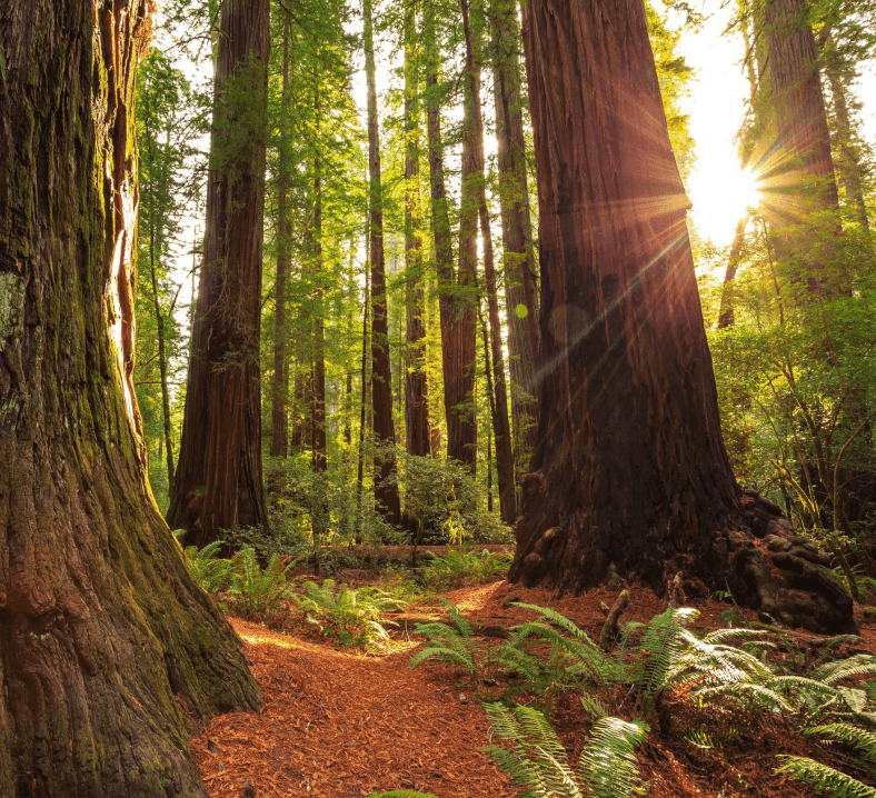 Q2 2025 | Drawdowns, Rebounds, & the Value of Discipline